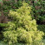 Puskiparisis žirniavaisis (Chamaecyparis pisifera) "Filifera Aurea"