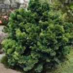 Puskiparisis bukasis (Chamaecyparis obtusa) "Nana Gracilis"