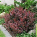Raugerškis tunbergo (Berberis thunbergii) "Atropurpurea Nana"