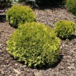 Tuja vakarinė (Thuja occidentalis) "Miriam"